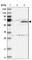 Zinc Finger Protein 189 antibody, HPA034814, Atlas Antibodies, Western Blot image 