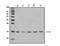 Interferon Induced Transmembrane Protein 1 antibody, A02633-1, Boster Biological Technology, Western Blot image 