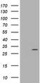 Trafficking Protein Particle Complex 4 antibody, TA505559BM, Origene, Western Blot image 