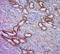 Spermatid Associated antibody, orb186199, Biorbyt, Immunohistochemistry paraffin image 