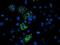Uncharacterized protein C4orf42 antibody, NBP2-01174, Novus Biologicals, Immunocytochemistry image 