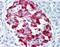 Islet Amyloid Polypeptide antibody, MCA1126, Bio-Rad (formerly AbD Serotec) , Immunohistochemistry frozen image 