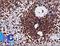 CD45 antibody, AM50159PU-S, Origene, Immunohistochemistry frozen image 