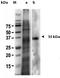 Galectin 2 antibody, AP02095SU-N, Origene, Western Blot image 