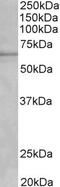 Cytochrome P450 Family 1 Subfamily A Member 2 antibody, TA309532, Origene, Western Blot image 