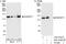 Kinesin-like protein KIF11 antibody, A301-076A, Bethyl Labs, Immunoprecipitation image 