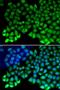 Replication protein A 70 kDa DNA-binding subunit antibody, LS-C331186, Lifespan Biosciences, Immunofluorescence image 
