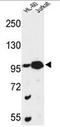Centrosome and spindle pole-associated protein 1 antibody, AP51103PU-N, Origene, Western Blot image 