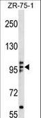 Kinesin Family Member 20A antibody, LS-C165514, Lifespan Biosciences, Western Blot image 