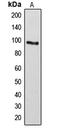 Nadrin antibody, LS-C353468, Lifespan Biosciences, Western Blot image 