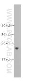 Ribosomal Protein L17 antibody, 14121-1-AP, Proteintech Group, Western Blot image 
