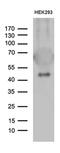 GA Binding Protein Transcription Factor Subunit Beta 1 antibody, MA5-27432, Invitrogen Antibodies, Western Blot image 