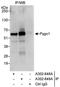 Pygopus homolog 1 antibody, A302-648A, Bethyl Labs, Immunoprecipitation image 