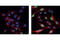 Jun Proto-Oncogene, AP-1 Transcription Factor Subunit antibody, 9164L, Cell Signaling Technology, Immunocytochemistry image 