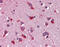 Protein Wnt-7b antibody, ARP41291_P050, Aviva Systems Biology, Immunohistochemistry paraffin image 