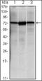 Heat Shock Protein Family A (Hsp70) Member 5 antibody, orb89451, Biorbyt, Western Blot image 