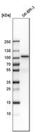 Ribosomal Protein S6 Kinase A5 antibody, HPA001274, Atlas Antibodies, Western Blot image 