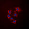Collagen Type IV Alpha 5 Chain antibody, GTX56030, GeneTex, Immunofluorescence image 