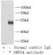 Signal Recognition Particle 54 antibody, FNab08232, FineTest, Immunoprecipitation image 