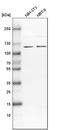 Espin antibody, HPA028674, Atlas Antibodies, Western Blot image 