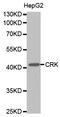 CRK Proto-Oncogene, Adaptor Protein antibody, abx123397, Abbexa, Western Blot image 