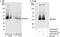 Nucleophosmin 1 antibody, A302-402A, Bethyl Labs, Immunoprecipitation image 