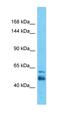 Solute Carrier Family 4 Member 3 antibody, orb324987, Biorbyt, Western Blot image 