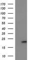 Cytochrome B-245 Chaperone 1 antibody, MA5-26302, Invitrogen Antibodies, Western Blot image 