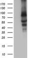 Calpain 5 antibody, M08350-1, Boster Biological Technology, Western Blot image 