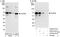 Poly(U)-binding-splicing factor PUF60 antibody, A302-817A, Bethyl Labs, Immunoprecipitation image 