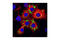Leucyl And Cystinyl Aminopeptidase antibody, 3808S, Cell Signaling Technology, Immunocytochemistry image 