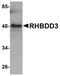 Rhomboid domain-containing protein 3 antibody, PA5-20862, Invitrogen Antibodies, Western Blot image 