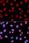 Histidase antibody, orb325224, Biorbyt, Immunofluorescence image 