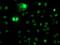 N-Acyl Phosphatidylethanolamine Phospholipase D antibody, MA5-25761, Invitrogen Antibodies, Immunocytochemistry image 