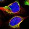 Pecanex 2 antibody, HPA014427, Atlas Antibodies, Immunofluorescence image 