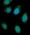 Dystrobrevin Alpha antibody, abx026894, Abbexa, Immunofluorescence image 