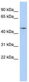 Ribosomal Modification Protein RimK Like Family Member A antibody, TA331406, Origene, Western Blot image 