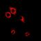 Seryl-TRNA Synthetase antibody, orb341161, Biorbyt, Immunofluorescence image 