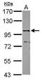 Zinc Finger And SCAN Domain Containing 29 antibody, GTX119267, GeneTex, Western Blot image 