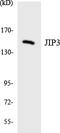 Mitogen-Activated Protein Kinase 8 Interacting Protein 3 antibody, LS-C292111, Lifespan Biosciences, Western Blot image 