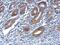 Oxysterol Binding Protein 2 antibody, PA5-31537, Invitrogen Antibodies, Immunohistochemistry frozen image 