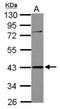 DNA dC->dU-editing enzyme APOBEC-3G antibody, NBP2-15427, Novus Biologicals, Western Blot image 