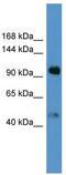 LPA antibody, TA342897, Origene, Western Blot image 