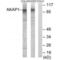 A-Kinase Anchoring Protein 1 antibody, PA5-49861, Invitrogen Antibodies, Western Blot image 