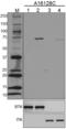 BTK Phospho (Tyr223)/ITK Phospho (Tyr180) antibody, 605202, BioLegend, Western Blot image 