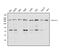 Drosha Ribonuclease III antibody, A00111-3, Boster Biological Technology, Western Blot image 