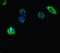 AVL9 Cell Migration Associated antibody, orb45350, Biorbyt, Immunofluorescence image 