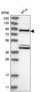 ENAH Actin Regulator antibody, HPA028448, Atlas Antibodies, Western Blot image 