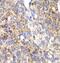 SPARC antibody, FNab08153, FineTest, Immunohistochemistry frozen image 
