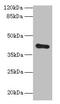 Zinc Finger DHHC-Type Containing 4 antibody, CSB-PA873612LA01HU, Cusabio, Western Blot image 